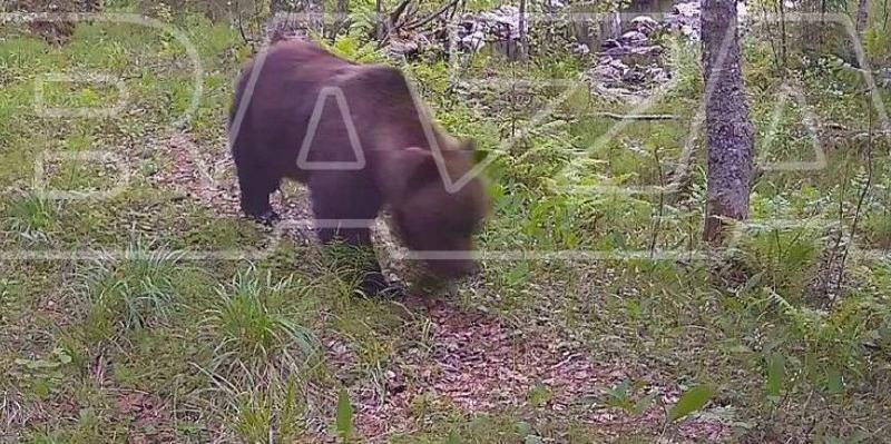 Медведи мигрируют из России в Финляндию: что происходит 🐻🌲 — бурые медведи миграция
