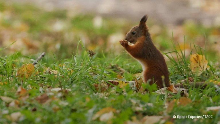 Бельчатопад в Подмосковье: что это и как спасти зверька 🐿️🌲 — бельчатопад в подмосковье что это