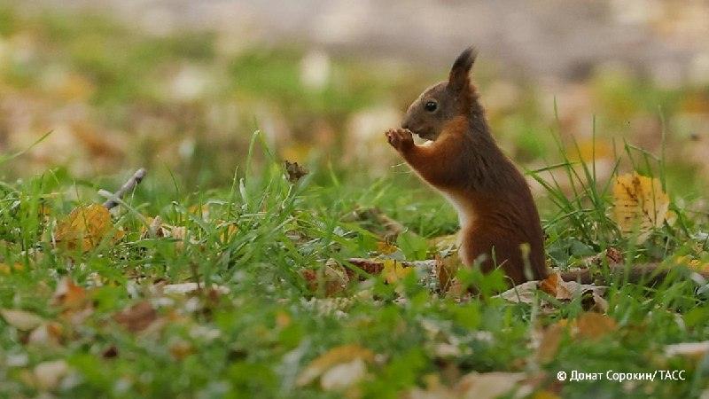 Бельчатопад в Подмосковье: что это и как спасти зверька 🐿️🌲 — бельчатопад в подмосковье что это