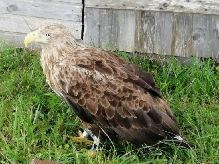 Белохвостый орлан застрелен на Сахалине: облава на браконьеров 🦅⚡ — белохвостый орлан застрелили сахалин