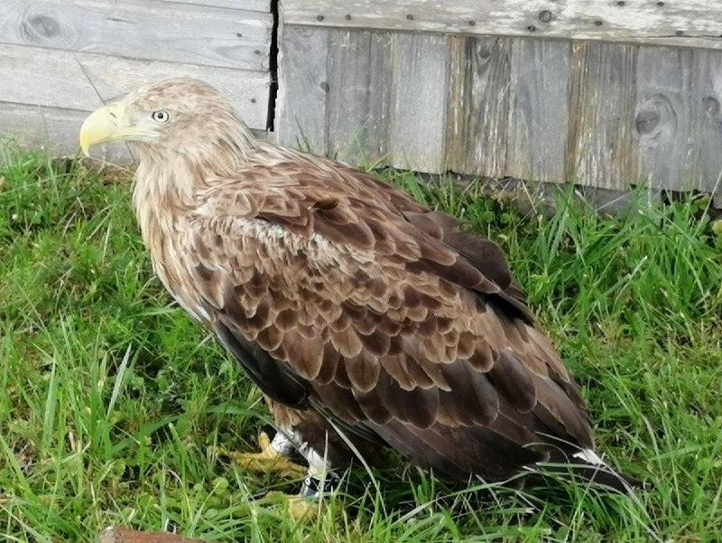Белохвостый орлан застрелен на Сахалине: облава на браконьеров 🦅⚡ — белохвостый орлан застрелили сахалин