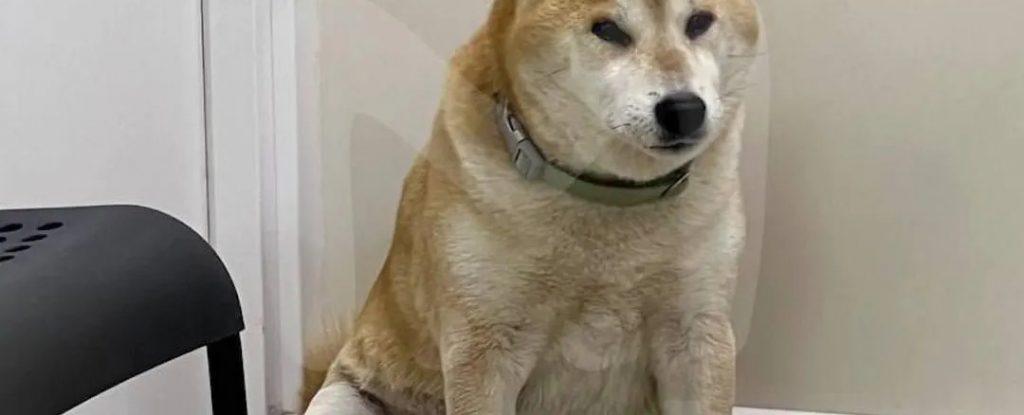 Пес Стив борется с опухолью: цена спасения легенды 🐕💔 — собака из мема это фиаско братан рак