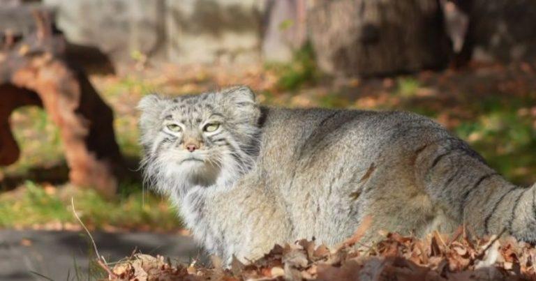 Манул Тимоша в Москве начал рекордную зажировку к зиме 😼🍂 — манул тимоша москва зоопарк