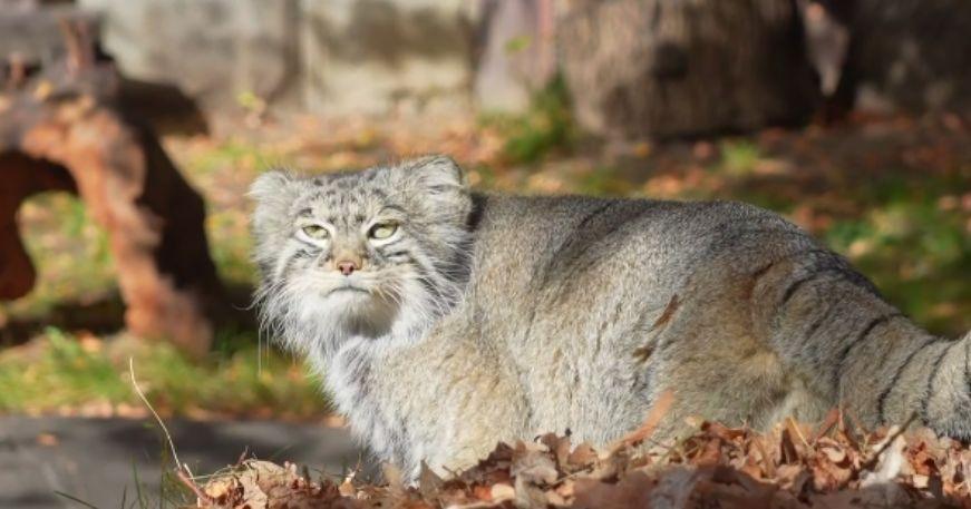 Манул Тимоша в Москве начал рекордную зажировку к зиме 😼🍂 — манул тимоша москва зоопарк